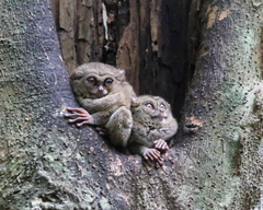 Tarsius spectrumgurskyae