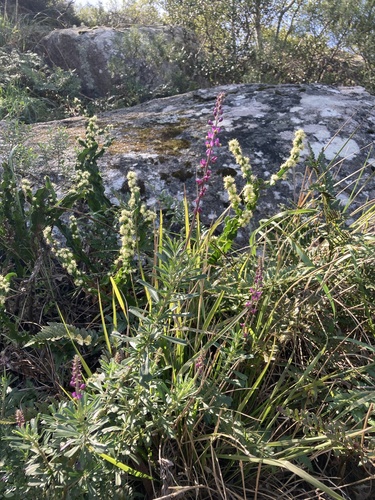Monnina cuneata, photograph 4