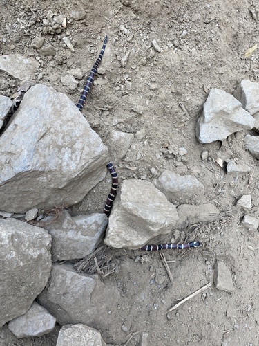 Annellated Coralsnake