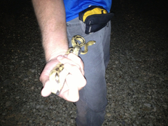 Bogertophis subocularis