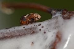 Clastoptera octonotata