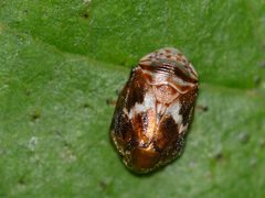 Clastoptera octonotata