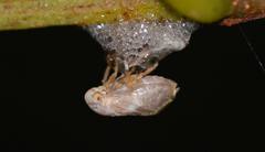 Clastoptera octonotata