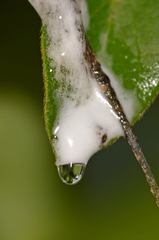 Clastoptera octonotata