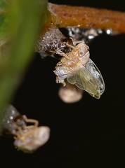 Clastoptera octonotata