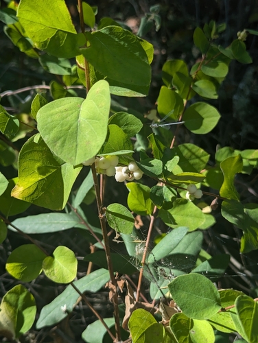 iNaturalist observation photo of Common Snowberry