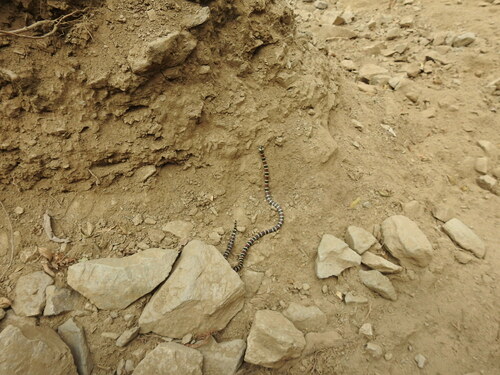 Annellated Coralsnake