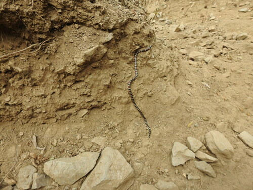 Annellated Coralsnake