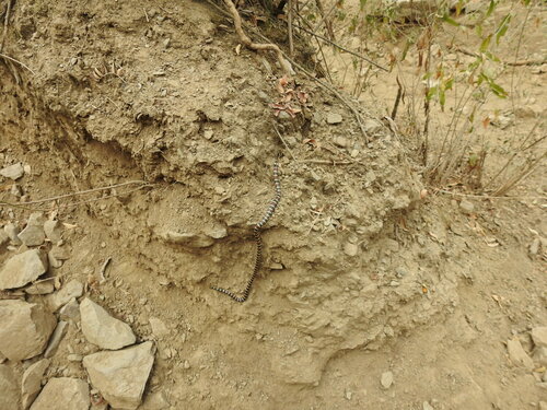 Annellated Coralsnake