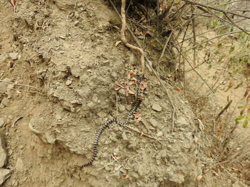 Annellated Coralsnake
