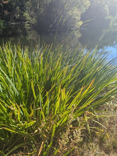 iNaturalist observation photo of monocots