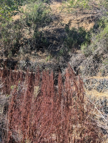 iNaturalist observation photo of pinks, cactuses, and allies