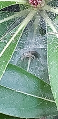 Araneae