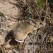 Merriam's Piñon Mouse - Photo (c) Juan Cruzado Cortés, some rights reserved (CC BY-SA), uploaded by Juan Cruzado Cortés