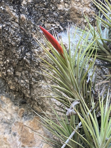 Tillandsia caulescens, photograph 1