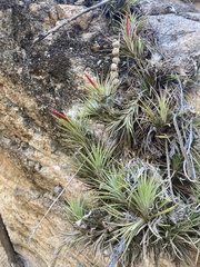 Tillandsia caulescens, photograph (c) Leonel Roget, some rights reserved (CC BY)