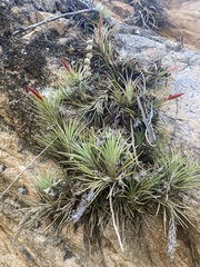 Tillandsia caulescens, photograph (c) Leonel Roget, some rights reserved (CC BY)