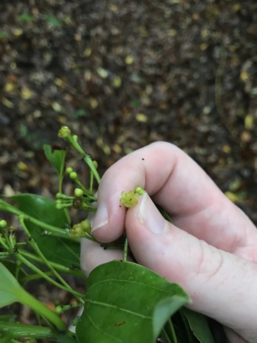 Image of Cinnamomum yabunikkei by no rights reserved