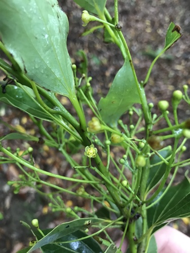 Image of Cinnamomum yabunikkei by no rights reserved