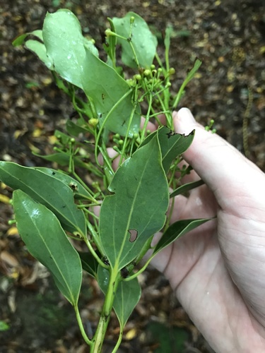 Image of Cinnamomum yabunikkei by no rights reserved