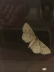 Idaea dimidiata