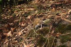 Peromyscus gratus gentilis