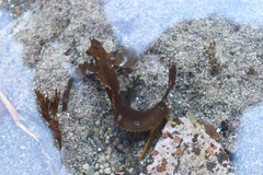 Cristiceps aurantiacus