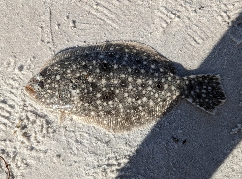 Zomervogel (Paralichthys albigutta) — Paralichthyidae — 2