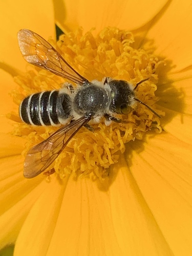 Pugnacious Leafcutter Bee photo 6