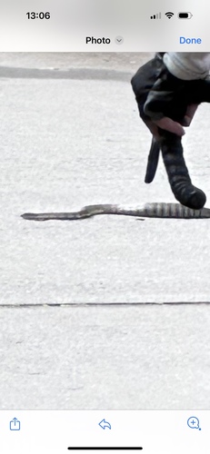 Tiger Snake sighting