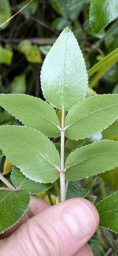 Image of Koheriki (Scandia rosifolia) by (c) nick_goldwater, some rights reserved (CC BY)