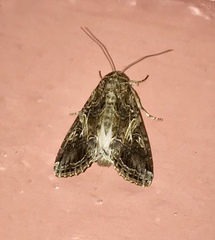 Spodoptera