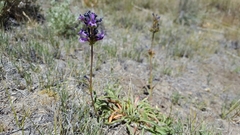 Penstemon