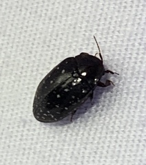 Chelonarium lecontei