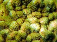 Porites astreoides