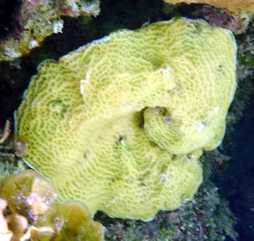 Agaricia agaricites