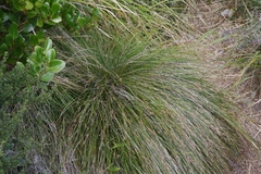 Schoenus pauciflorus
