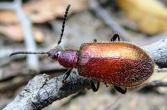 Metriolagria affinis