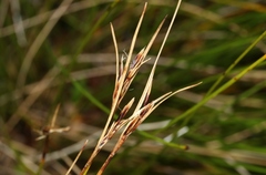 Schoenus pauciflorus