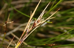 Schoenus pauciflorus