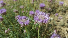 Monardella odoratissima glauca