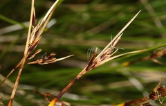 Schoenus pauciflorus