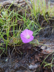 Ipomoea capillacea