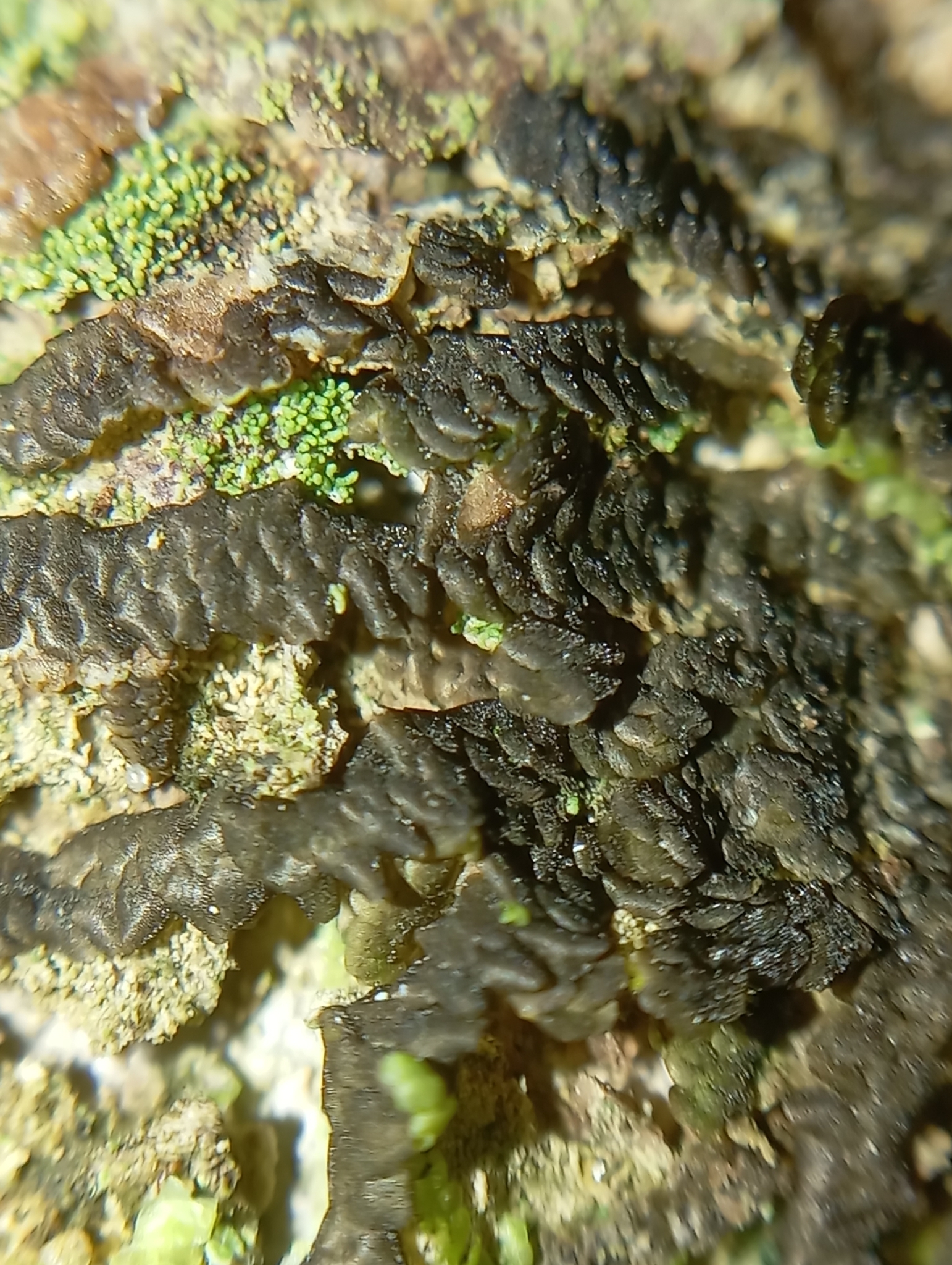 Ceratolejeunea