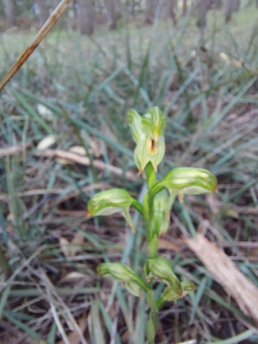 Image of Pterostylis melagramma by (c) graeme lunt, some rights reserved (CC BY)