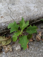 Chenopodiastrum simplex