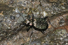 Paropisthius indicus