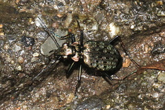 Paropisthius indicus