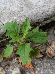 Chenopodiastrum simplex