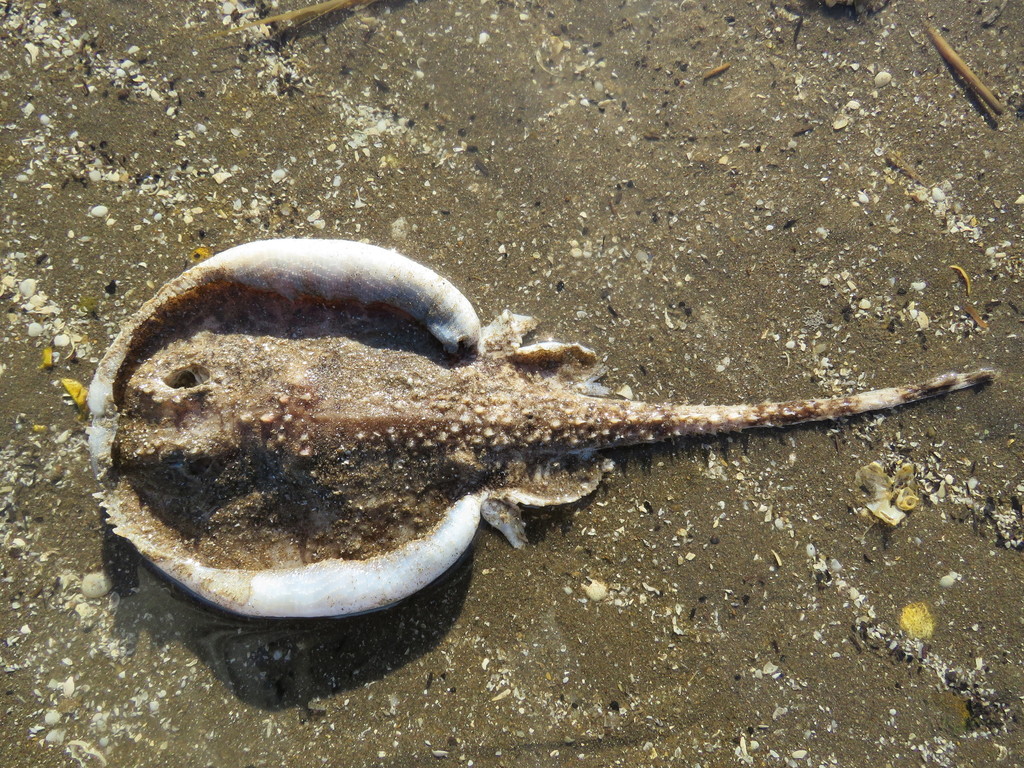 Blotched Sandskate